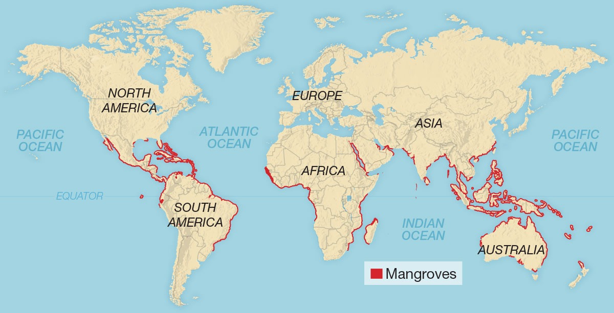 Mangrove World Map